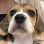 👑𝑩𝒆𝒕𝒉＆𝑳𝒊𝒍𝒂🧚🏻‍♀️ベスとリラ - @beth__beagle - Instagram