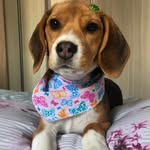 Bethânia 🐶🌸 - @abethbeagle - Instagram