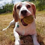 Betsy the beagle - @betsythebeagle2022 - Instagram