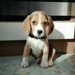 Betty (beagle) - @betty__beagle - Instagram