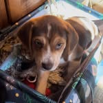 Betty the Beagle - @bettythebeagle2021 - Instagram