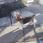 brians-cottage - @beth_beagle_adventures - Instagram
