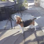 Brians_Cottage - @beth_beagles_adventures - Instagram