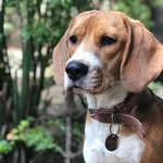 Elizabeth II - @beth_beagle - Instagram