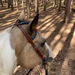 Beth Behrens - @painthorsemo - Instagram