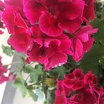 bbelew - @bethbelew - Instagram