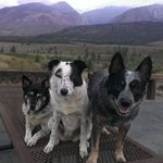 Beth Benz - @eyes4paws - Instagram