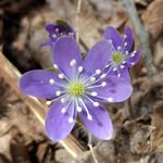 Beth Adamek Berlin - @eaglesviewlandscaping - Instagram