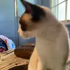 Gracie - @bethbingham22 - TikTok