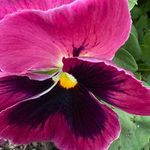 Beth Bloom - @my_floral_bliss - Instagram