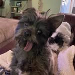 Beth Bonner - @fuzzbuttboscoboy - Instagram
