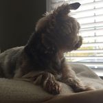 Beth & Brandon Houde - @lil_bit_the_fav_dog - Instagram