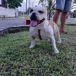 Beth 🐾 - @beth.bulldog - Instagram