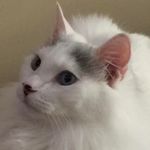 Beth Smith Callaway - @bluespringsbelle - Instagram