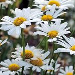Beth Carson White - @flowersmithbethany - Instagram