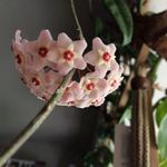 Beth Chappell - @montgal97 - Instagram