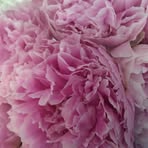 Beth Cleland - Facebook