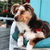 Beth Connell - @copleytheminiaussie - TikTok