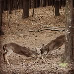 Mary Beth Corey - @thedeerinmyyard - Instagram