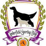 Beth Crocker - @amberfieldsportingdogs - Instagram