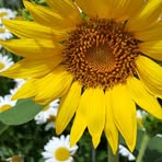 Beth Deichmann - Facebook