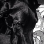 Lily Beth Dickey - @lily_savages_dog - Instagram