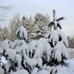 Beth Dickson - @bluranamintab59 - Instagram