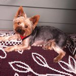 Beth Donahue - @bdaspen - Instagram
