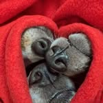 Beth Stafford Dyer - @bethdyeraz - Instagram