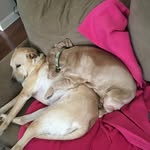 Beth Simons Dykes - @simonsdykes - Instagram