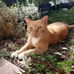 Beth Garrett Eash - @gardeningwithgarfield - Instagram