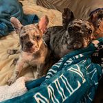 Beth Eaton Ryan Lytle - @yue_n_nezuko_merle_frenchies - Instagram