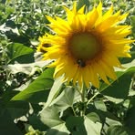 Beth Ebeling - Facebook