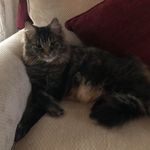 Betsy Eckstein - @tiaabuelab - Instagram