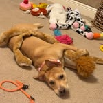 Beth Edwards - @daisymaetherescuepup1 - Instagram