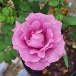 Beth Medley Egbert - @bethegbert62 - Instagram