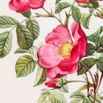 Betsy Eisenberg - @rosa_rugosa5 - Instagram