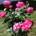 Beth Adams Fortier - Facebook