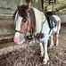 Elizabeth Gildea - Facebook