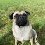 Beth Gillingham - @betty_boops_2024 - Instagram