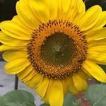 Beth Gillis - @gillis.beth - Instagram
