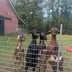 Beth Weis Gipson - @bethgipson - Instagram