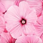 Beth Krautter Glasgow - @beth_glasgow1 - Instagram