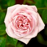 Bethglenn - @bethglenn590 - Instagram