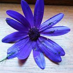 Beth Gobeille - @bethgobeille - Instagram