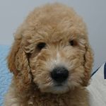 Beth - @beth_goldendoodle - Instagram