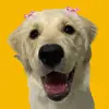 Beth, a Golden - @betinha.retriever - TikTok