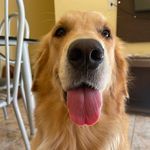 Beth🦮| Golden Retriever - @bethgoldenretriever - Instagram