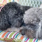 Beth DeAngelis Gooch - @gracielovesjoey - Instagram