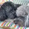 Beth DeAngelis Gooch - @beth.deangelis.go - TikTok
